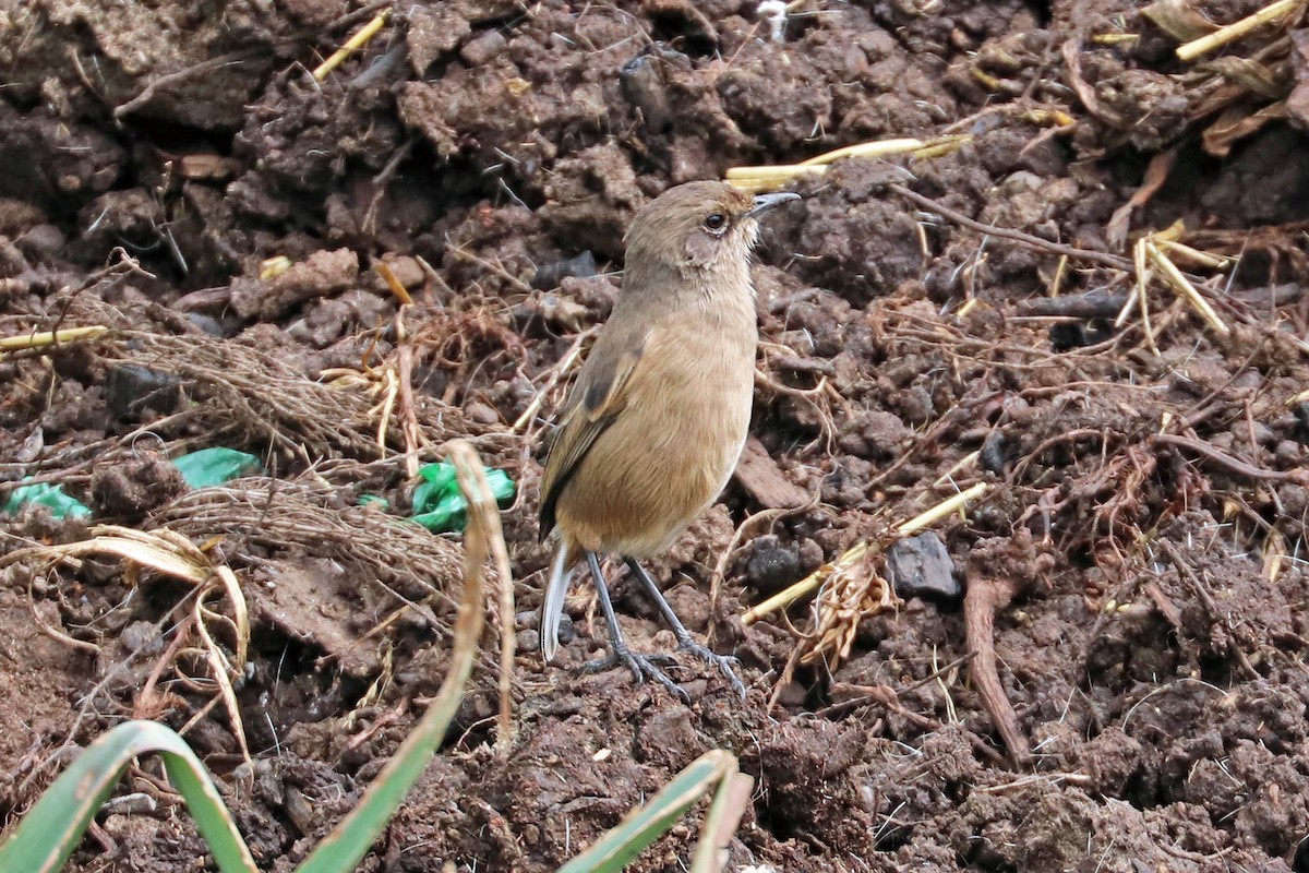 Moorland Chat (Abyssinian) - ML190197001