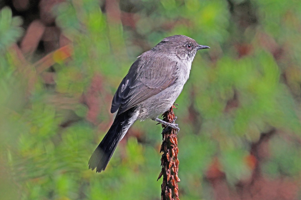 Fauvette brune (griseiventris) - ML190198991