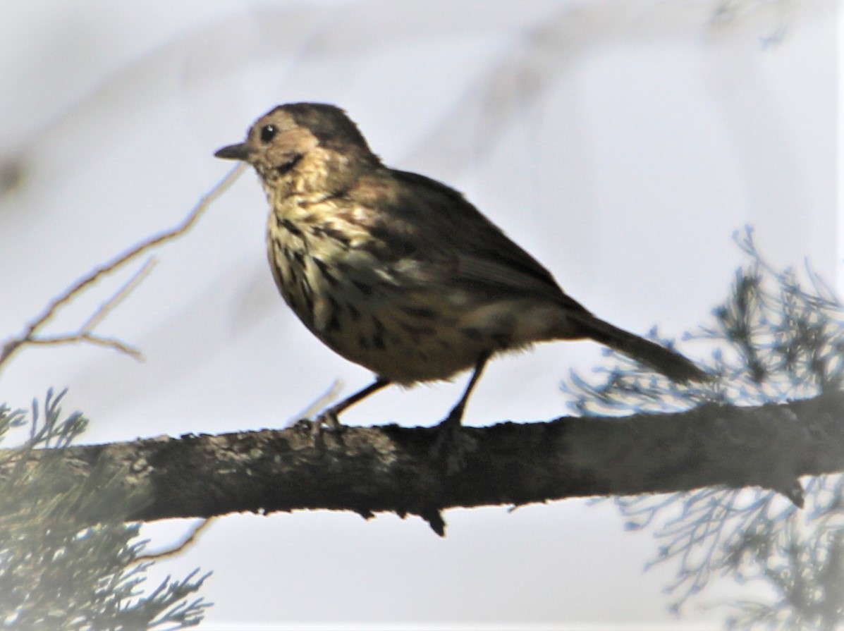 Speckled Warbler - ML190199281