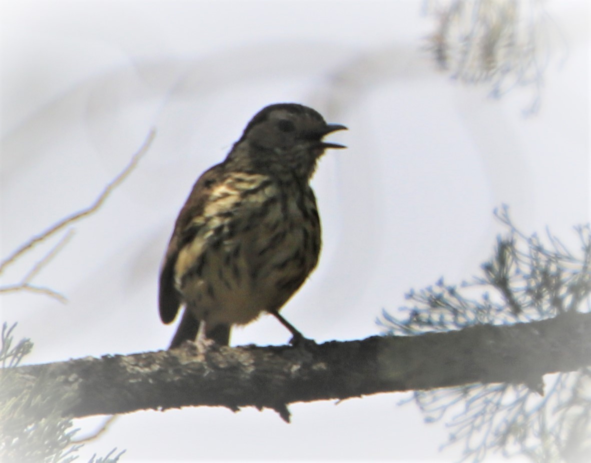 Speckled Warbler - ML190199291