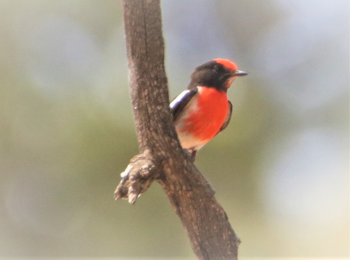 Red-capped Robin - ML190199441