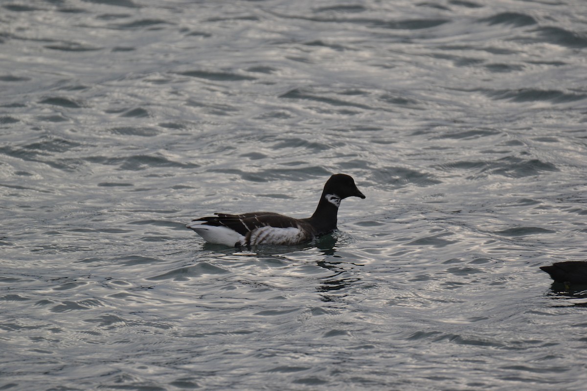 Brant (Black) - ML190199471