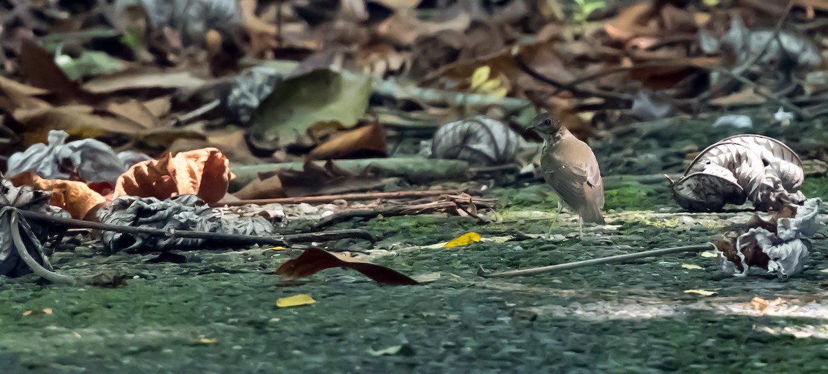 Catharus sp. - ML190199891