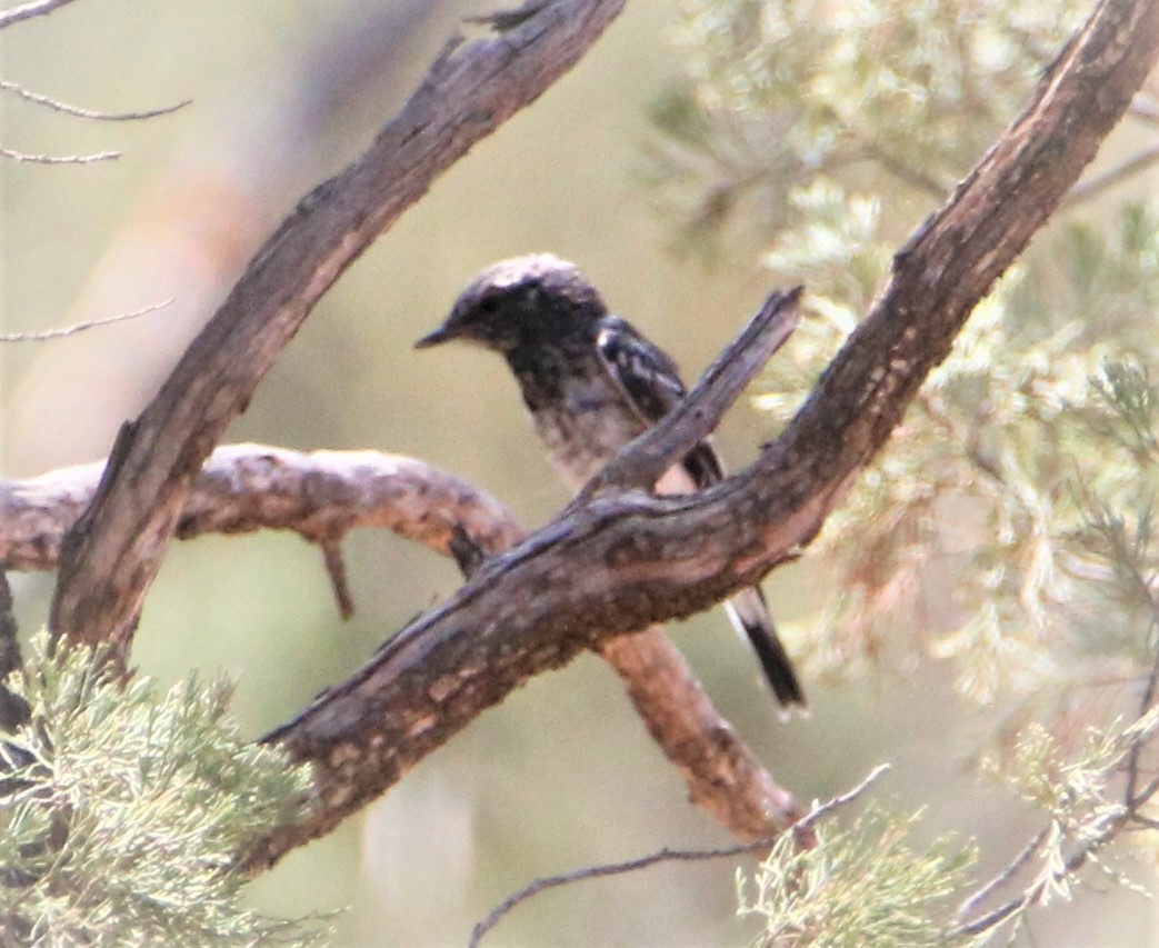 Hooded Robin - ML190200151