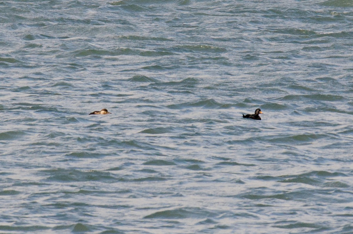 Common Scoter - ML190200491