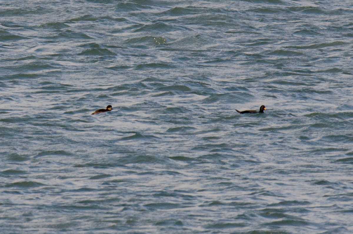 Common Scoter - ML190200511