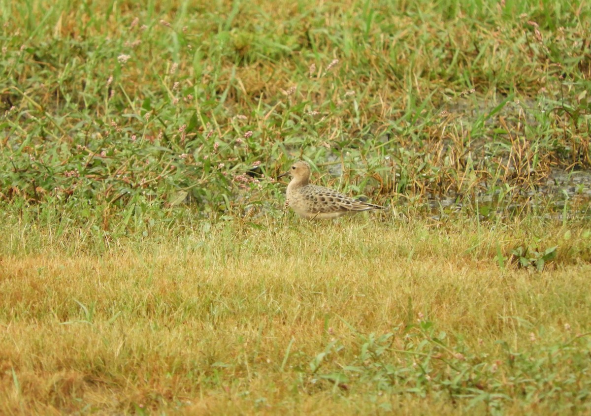 Buff-breasted Sandpiper - ML190202661