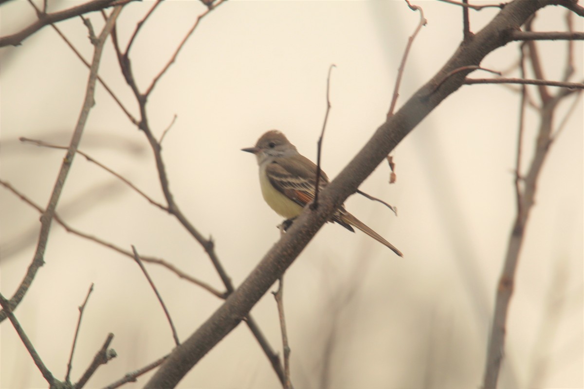 Ash-throated Flycatcher - ML190203641