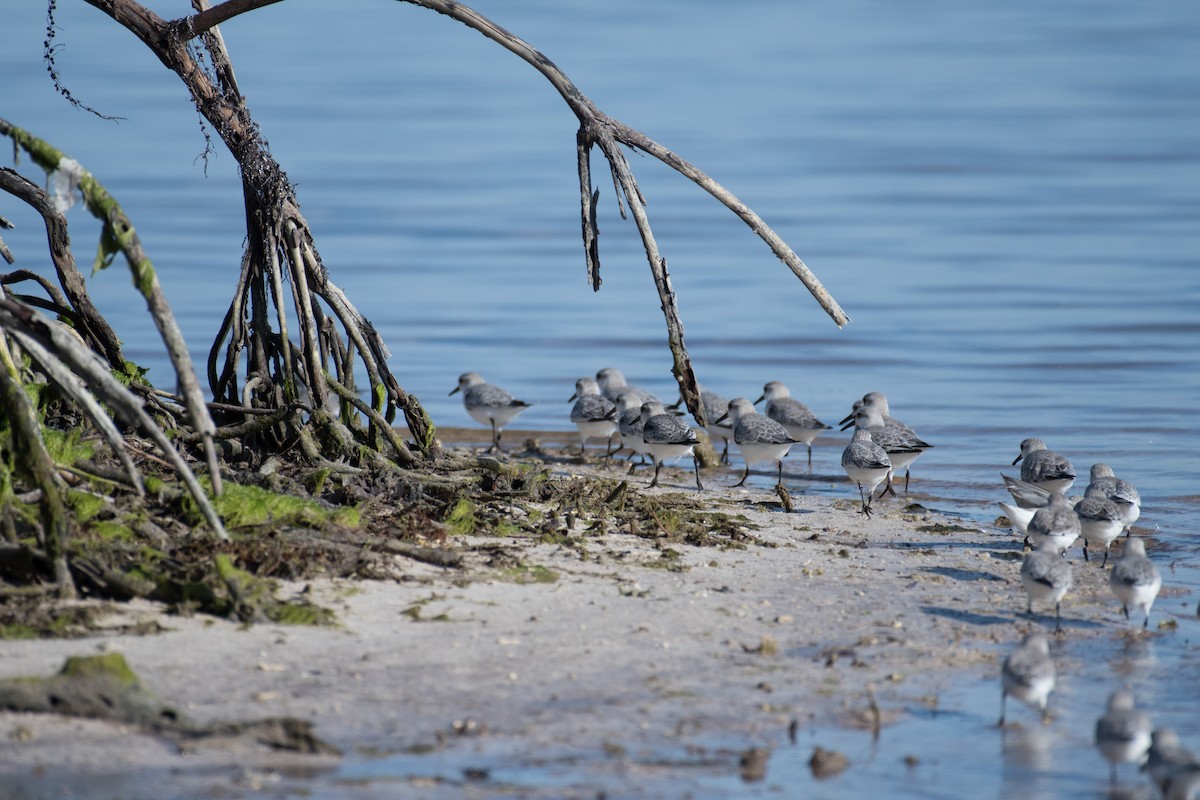 Гурвалж элсэг - ML190205311