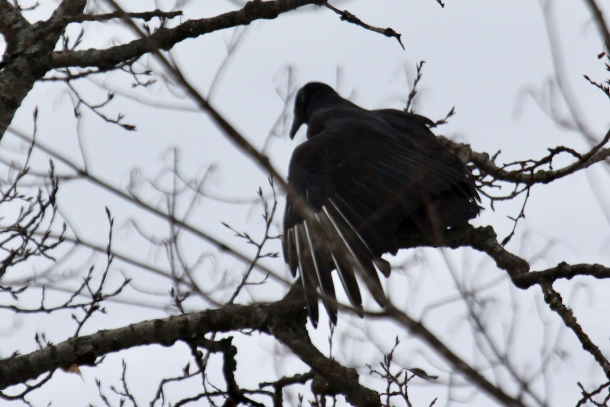 Black Vulture - ML190205981