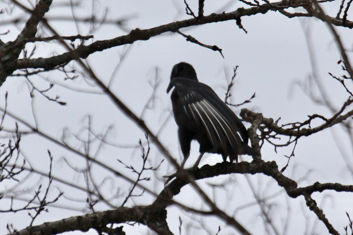 Black Vulture - ML190206021