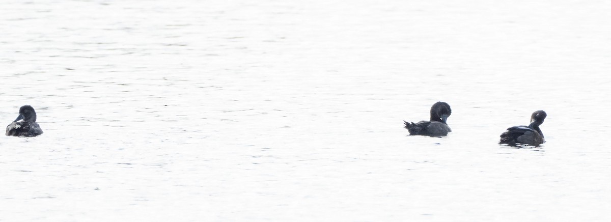 Greater Scaup - ML190206131