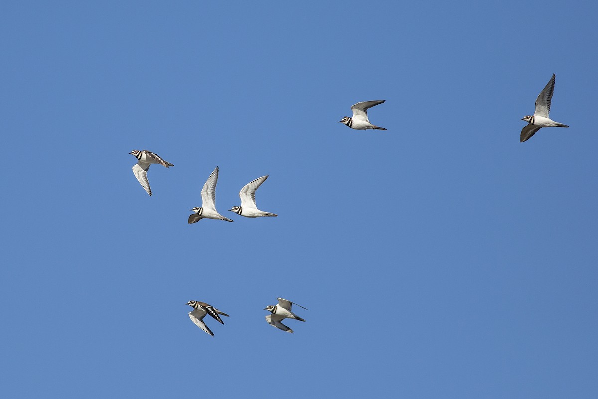 Killdeer - ML190206831