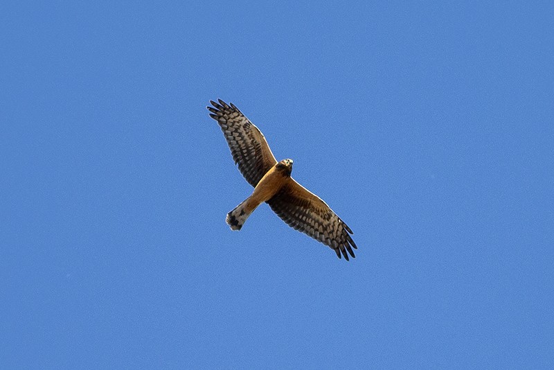 Northern Harrier - ML190206851