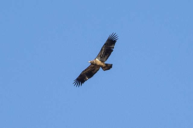 Bald Eagle - ML190206941