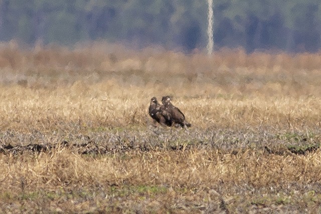 Bald Eagle - ML190206951