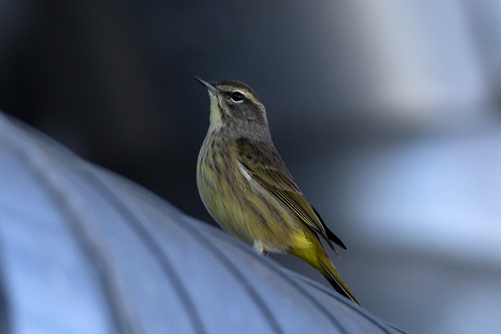 Palm Warbler - ML190207091