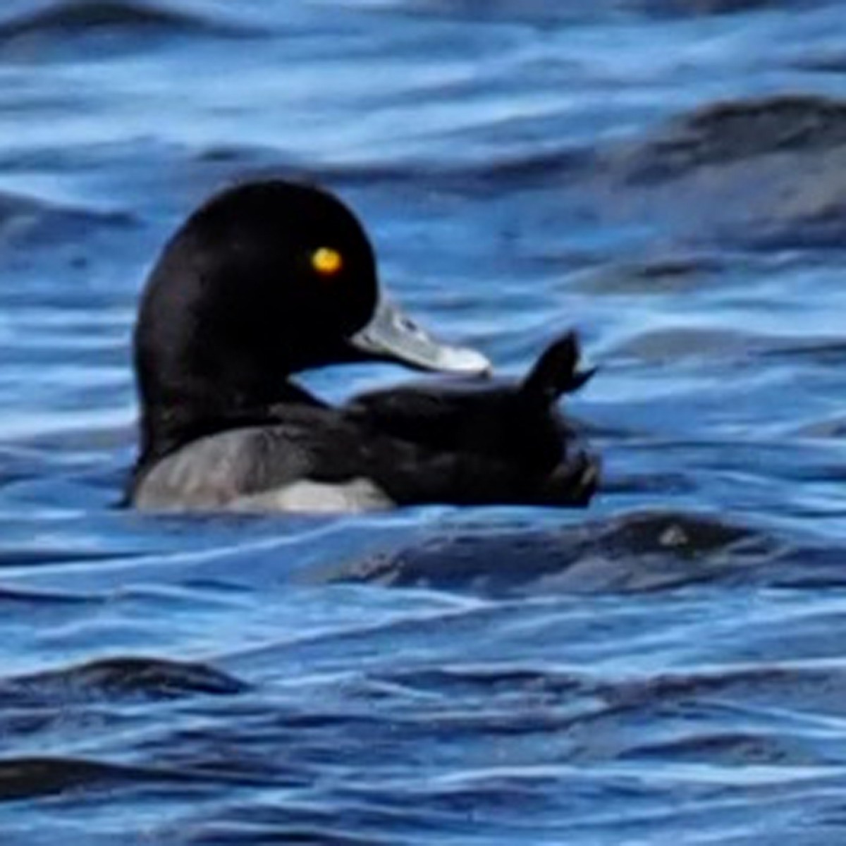 Lesser Scaup - Mary Goodart