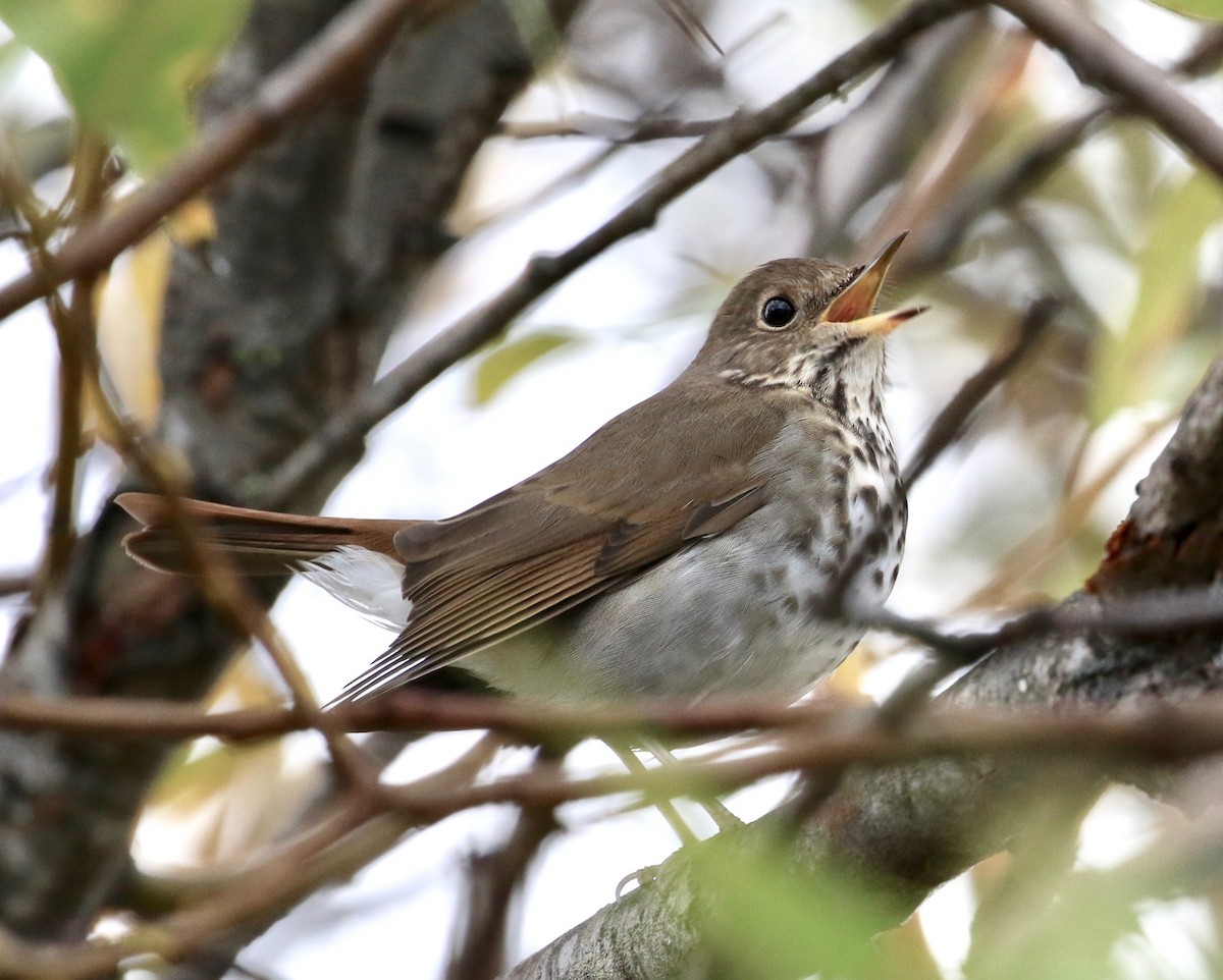 Hermit Thrush - ML190209931