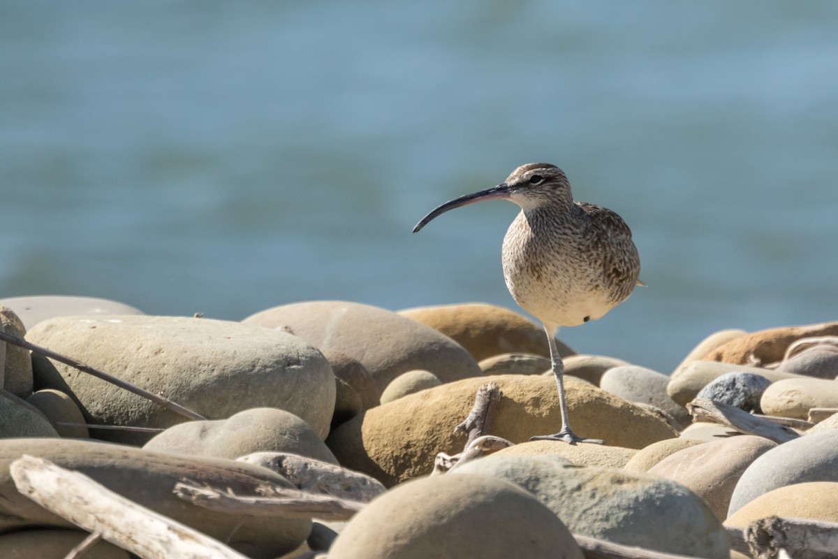 Whimbrel (Hudsonian) - ML190210861