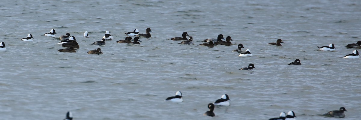 Greater Scaup - ML190211371