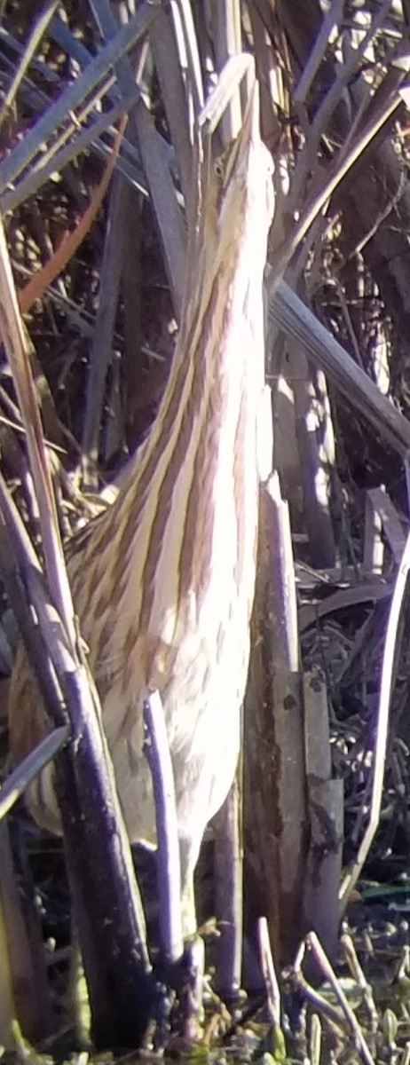 American Bittern - ML190211541