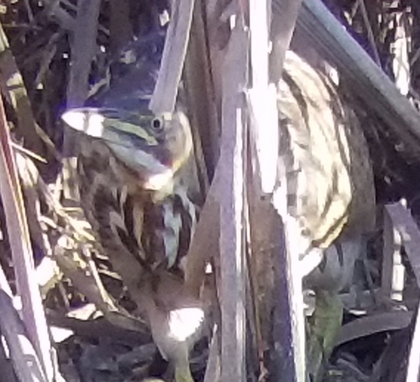American Bittern - ML190211561