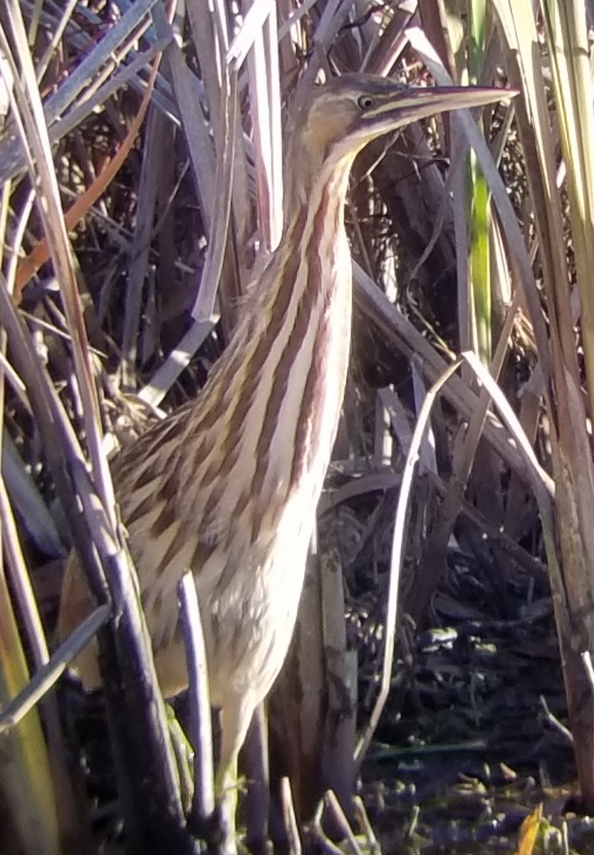 American Bittern - ML190211651