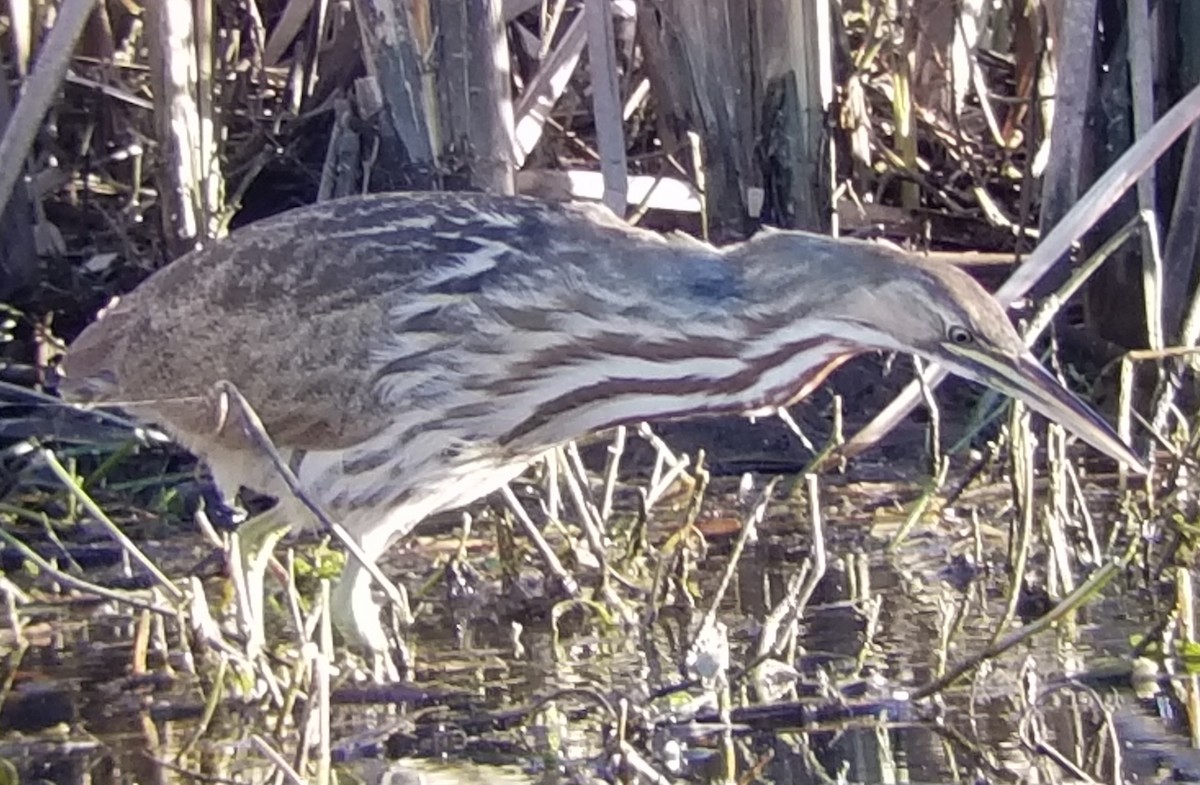 American Bittern - ML190211891