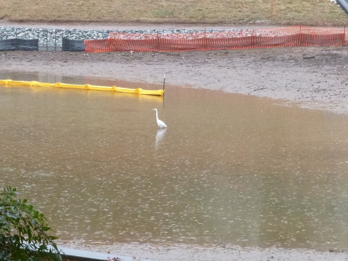 Great Egret - ML190211981