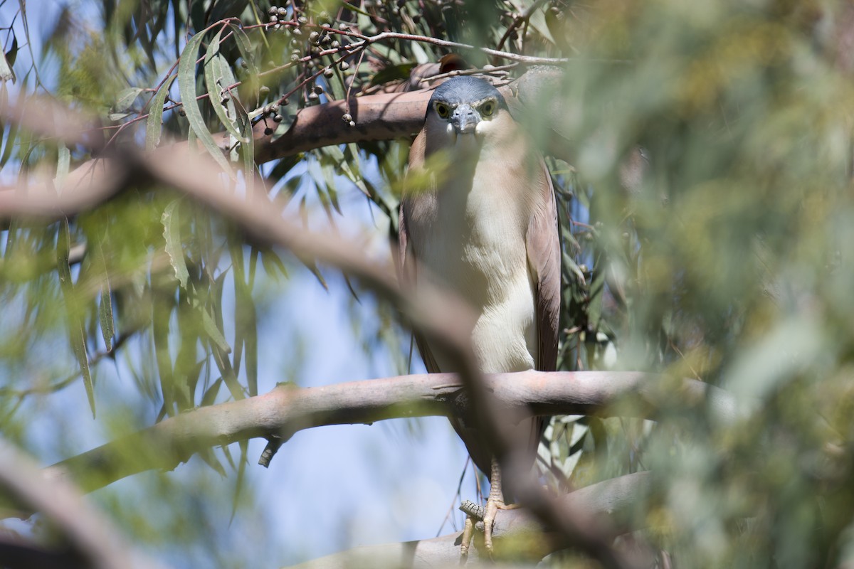 Nankeen Night Heron - ML190212331