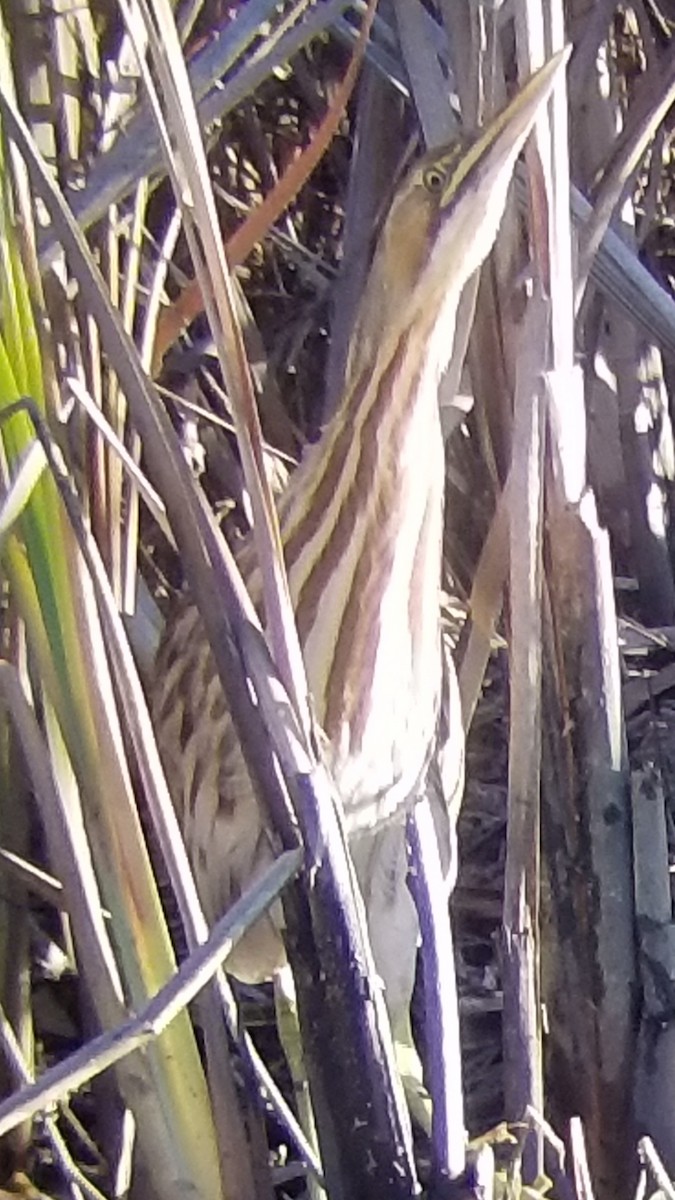 American Bittern - ML190212611