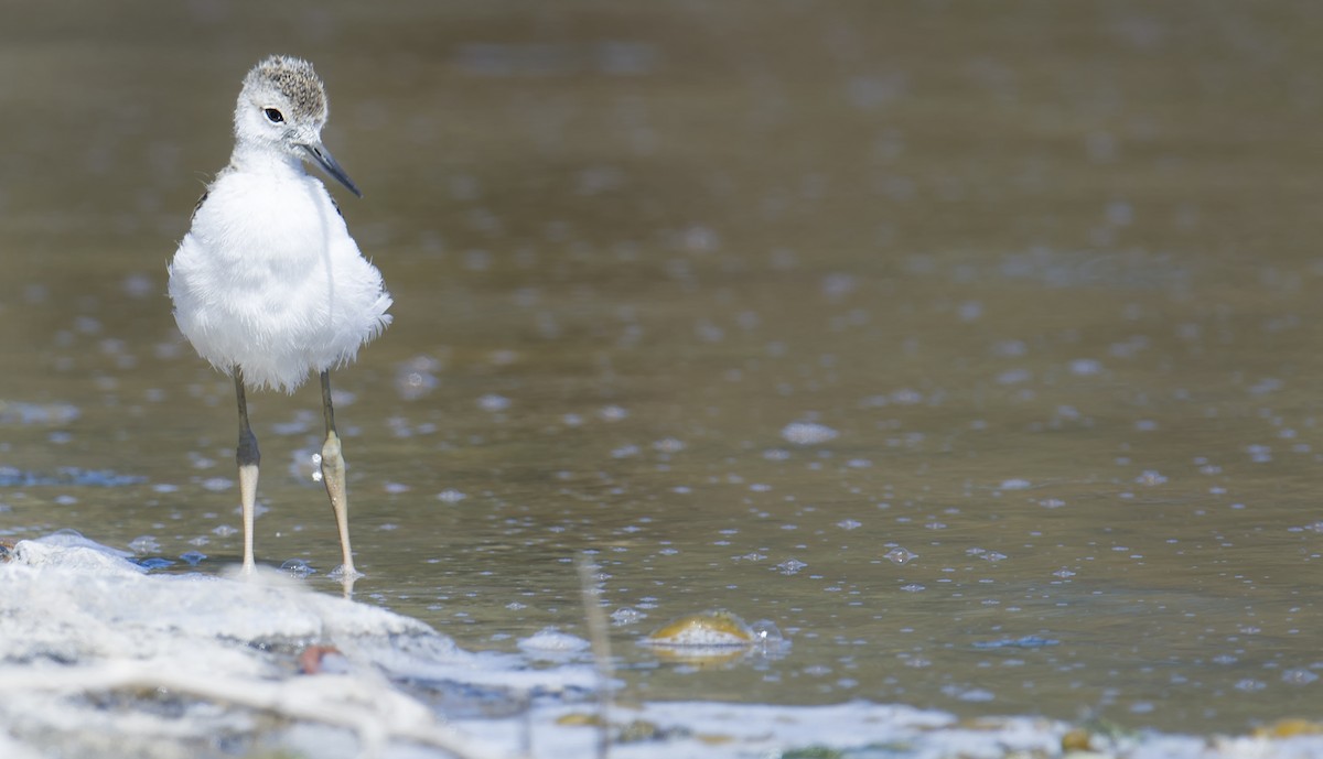 Pied Stilt - ML190212781