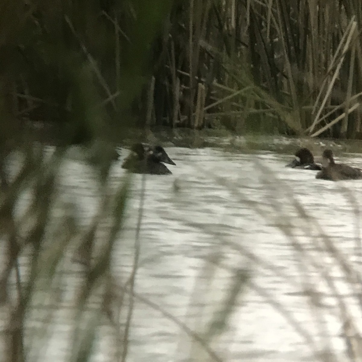 Surf Scoter - Tracy Zervos