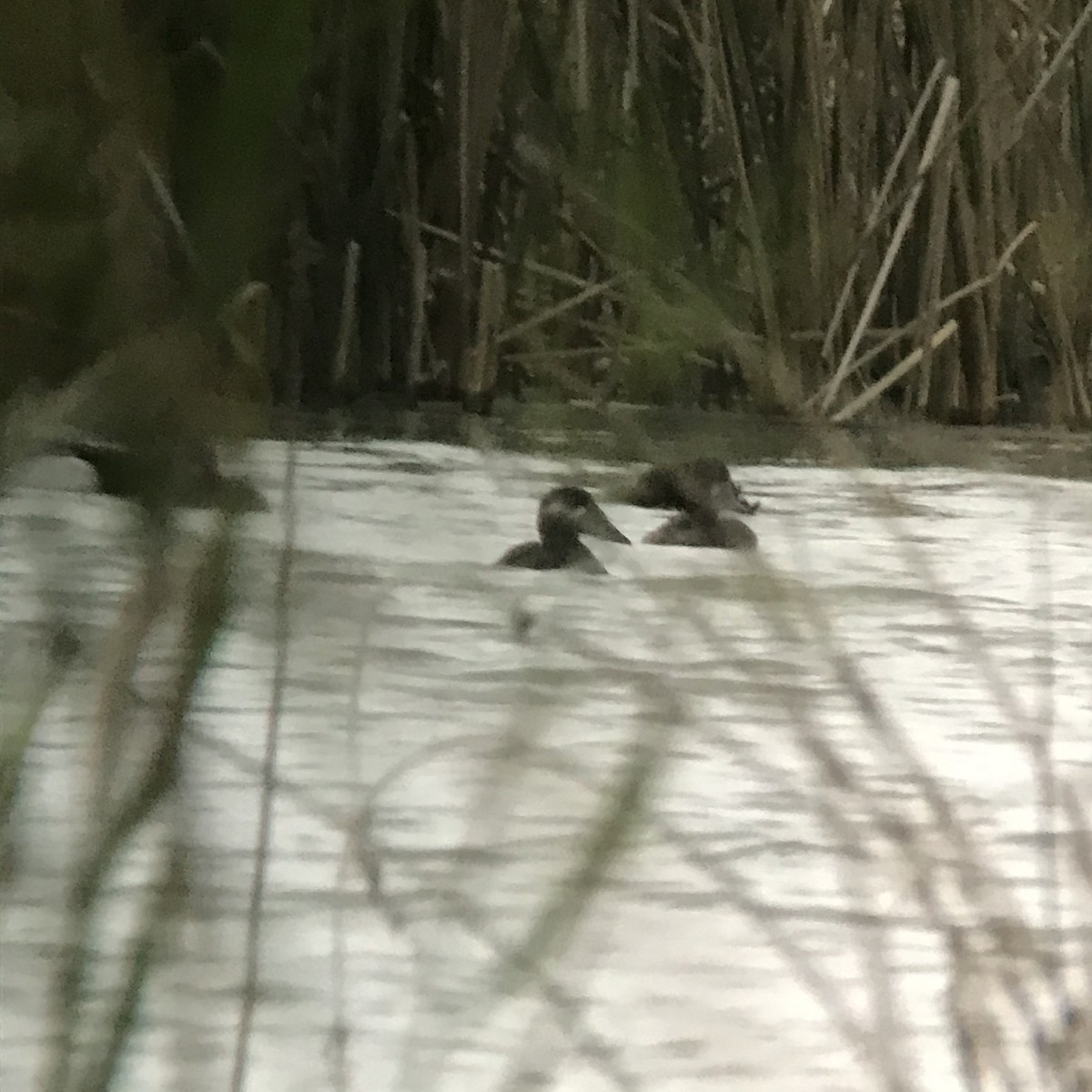 Surf Scoter - ML190214361