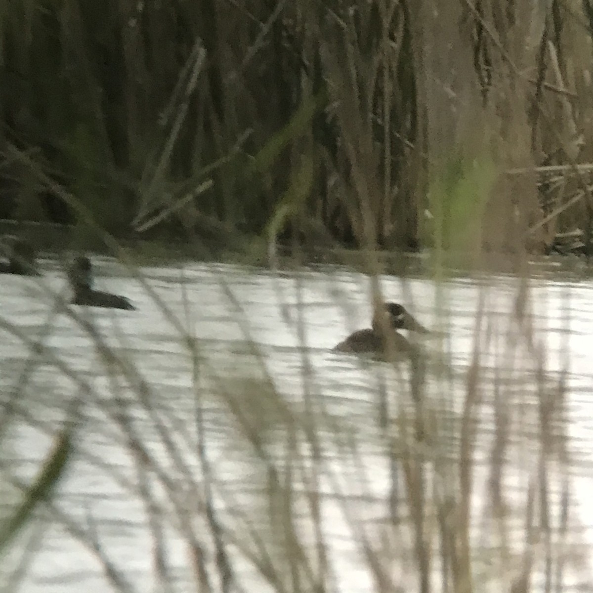 Surf Scoter - ML190214371