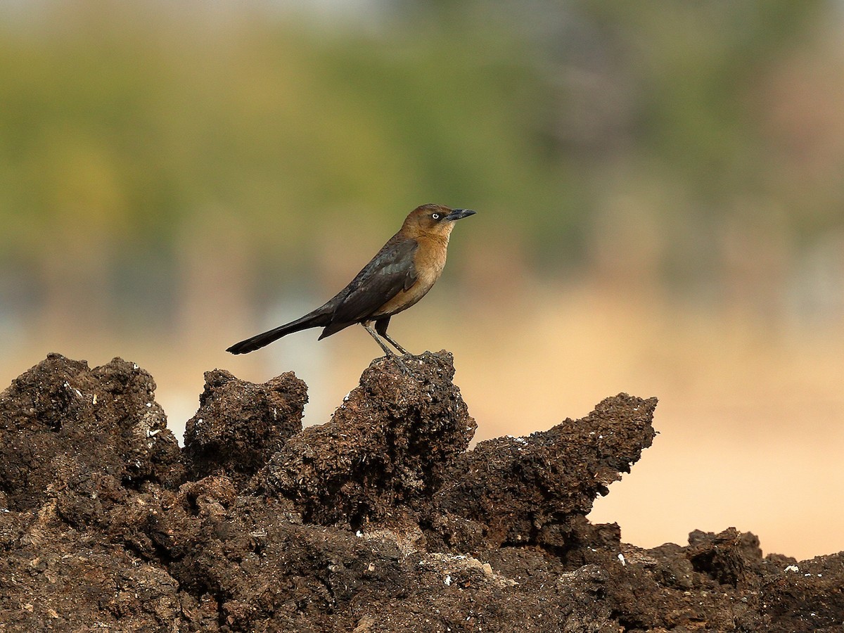 Great-tailed Grackle - ML190216151