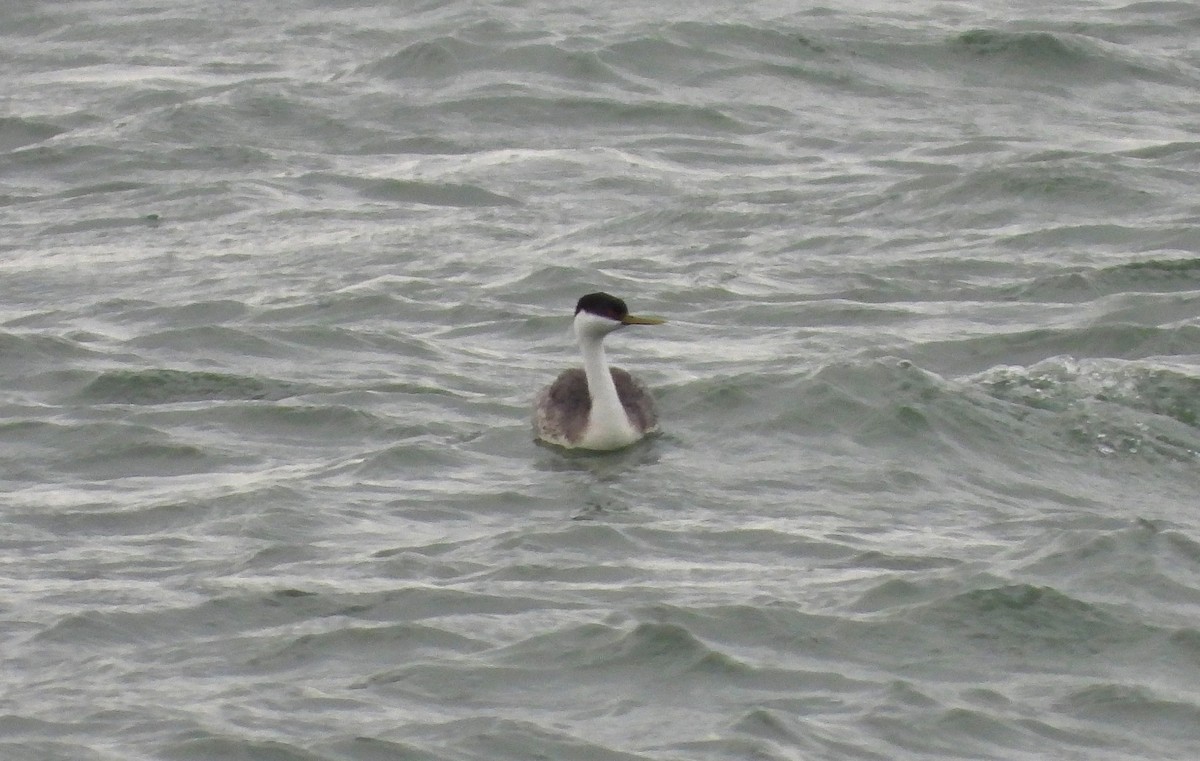 Western Grebe - Marie Furnish