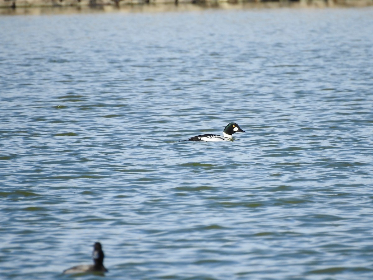 Common Goldeneye - ML190216501