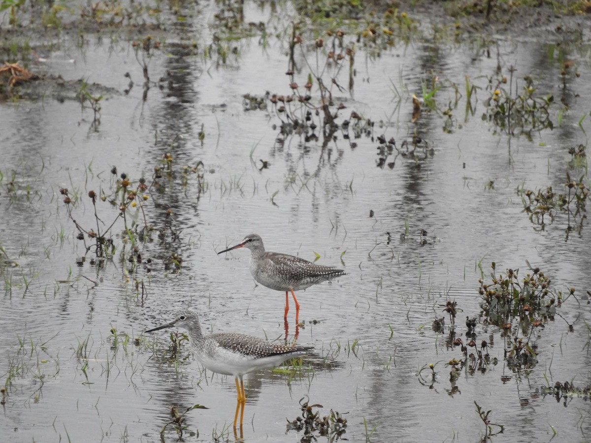 Spotted Redshank - ML190218491