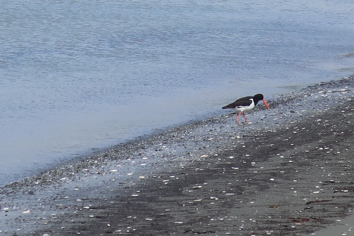 South Island Oystercatcher - ML190219821