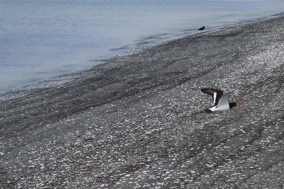 South Island Oystercatcher - ML190219851