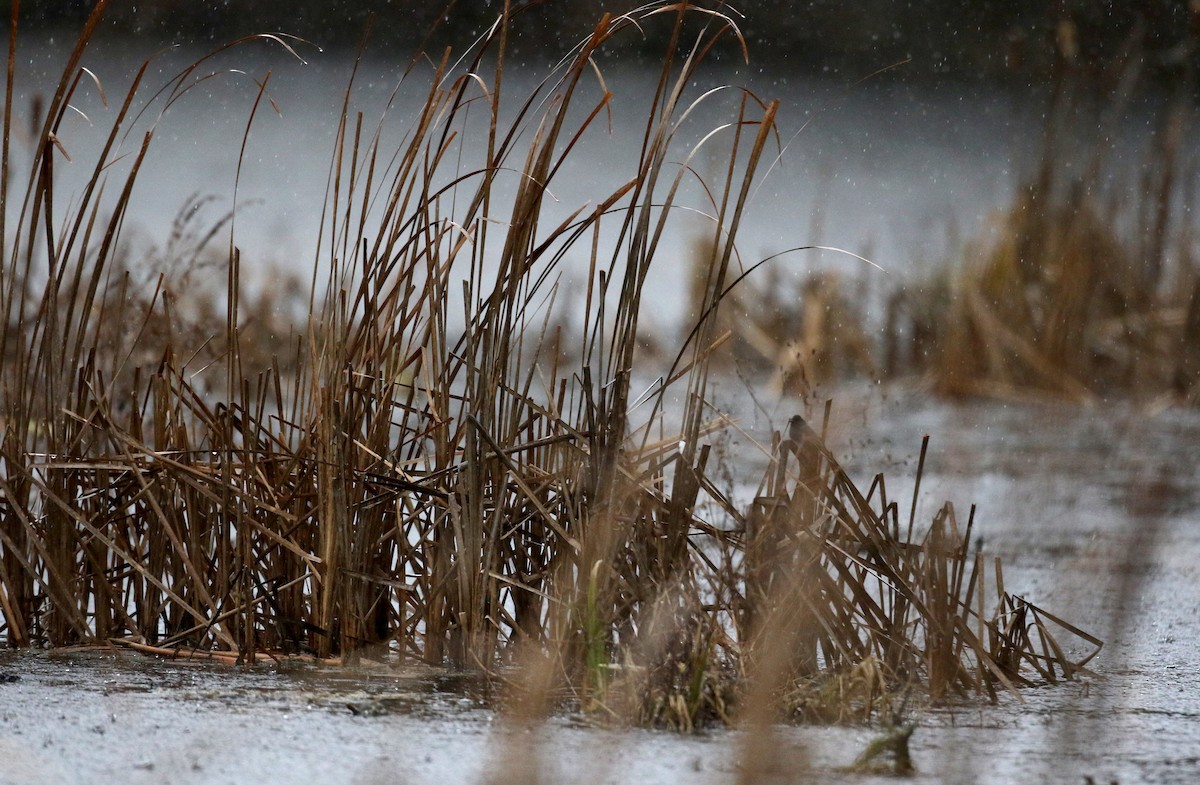 Black Phoebe (Northern) - Jay McGowan