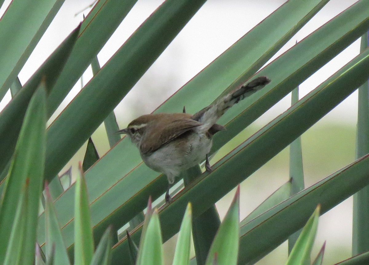 Bewick's Wren - ML190221481