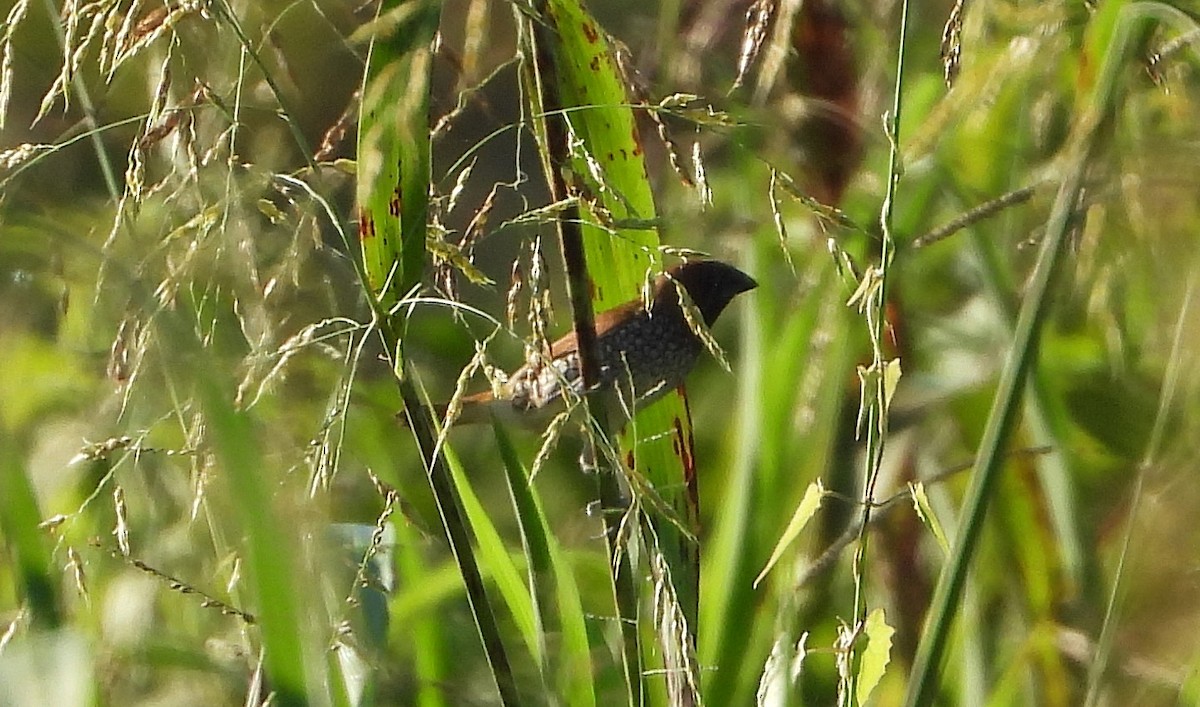 Scaly-breasted Munia - ML190221731