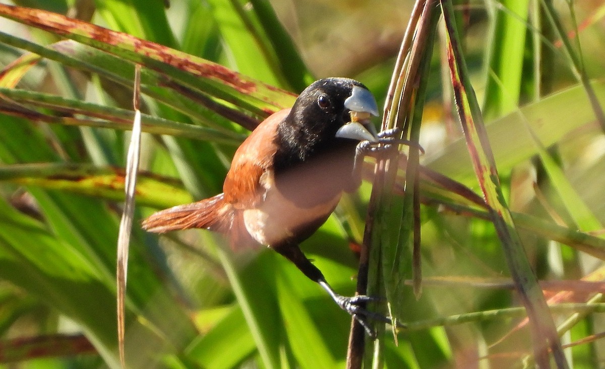 Capuchino Tricolor - ML190221851