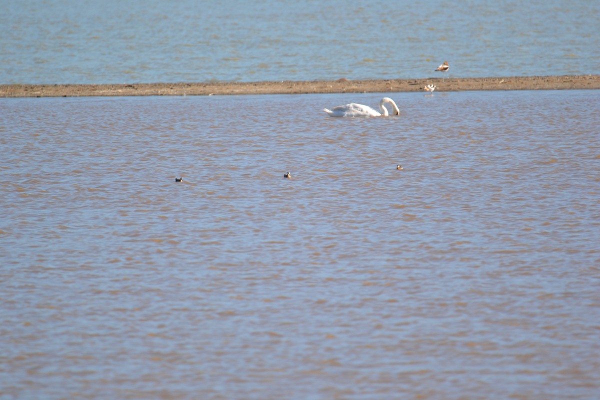 Wilson's Phalarope - Will Anderson