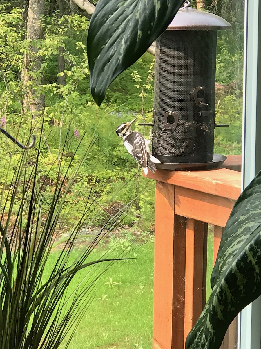 Hairy Woodpecker - ML190222301