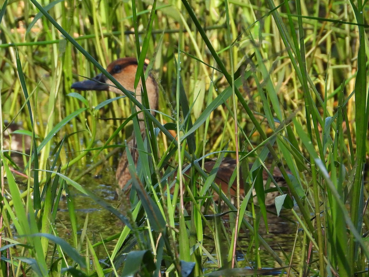West Indian Whistling-Duck - ML190222581