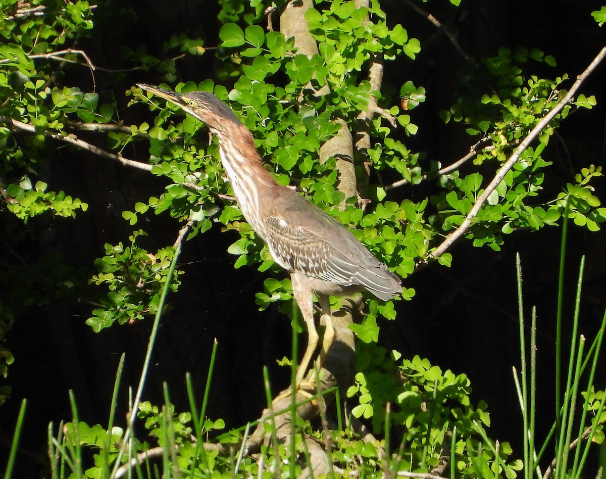 Green Heron - ML190222861